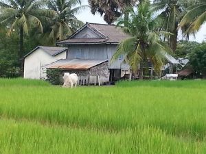 facebook_-1628608564